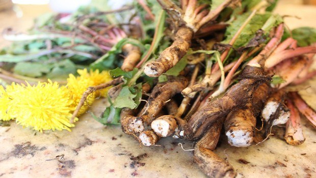 home remedies to increase appetite-dandelion root