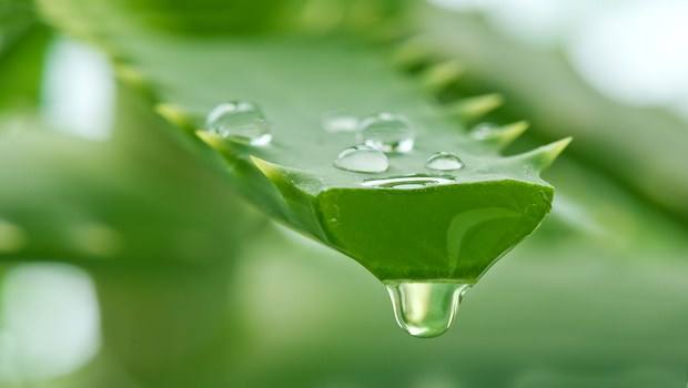 home remedies to reduce body heat-aloe vera