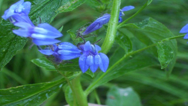 how to detox your lungs-inhale lobelia to relax lungs