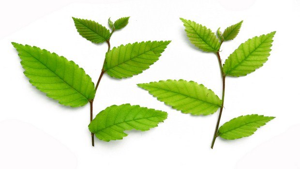 how to get rid of dermatitis-slippery elm