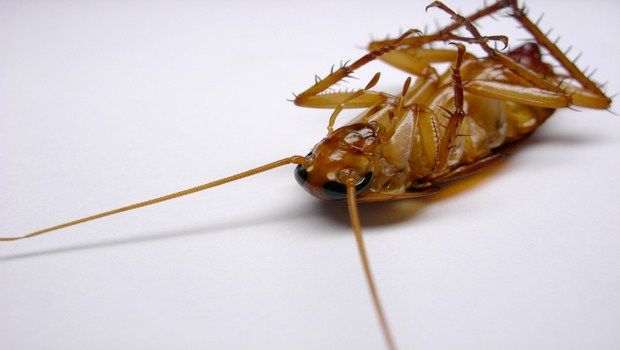 how to prevent asthma-killing the roaches