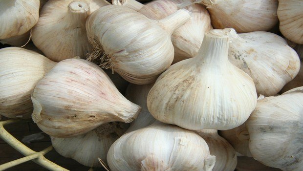 how to treat a stomach ulcer-garlic