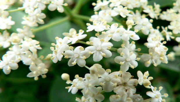 how to treat eye infection-use jasmine flowers
