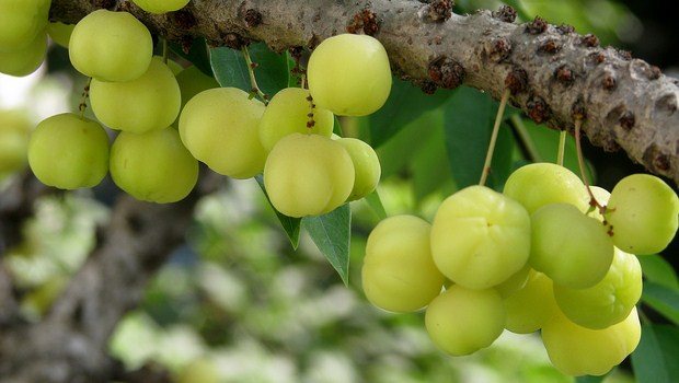 vitamin c rich foods-indian gooseberry