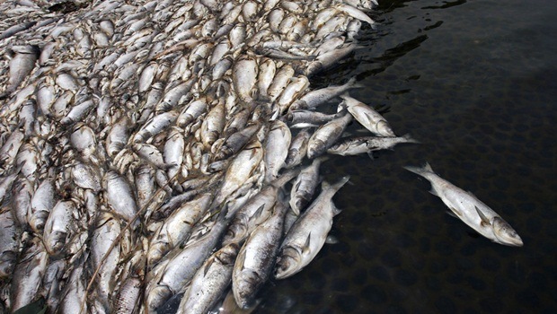 fish exposed to industrial pollutants