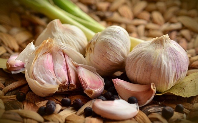 home remedies for bee stings - garlic and coconut oil