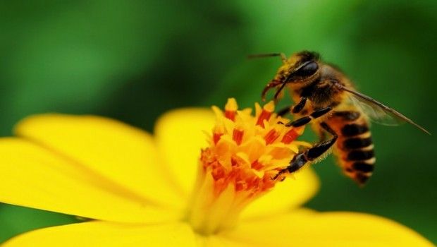 home remedies for bee stings swelling