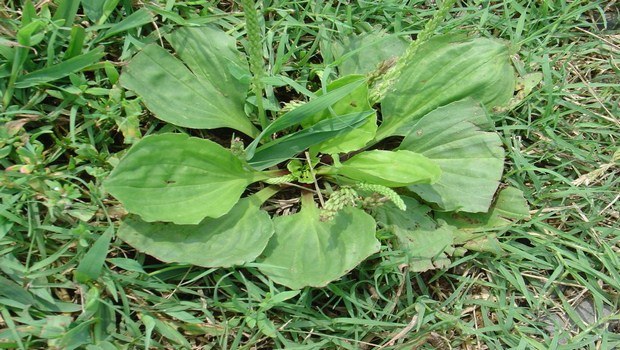 home remedies for bee stings-plantain weed
