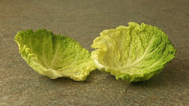 home remedies for mastitis-cabbage leaves