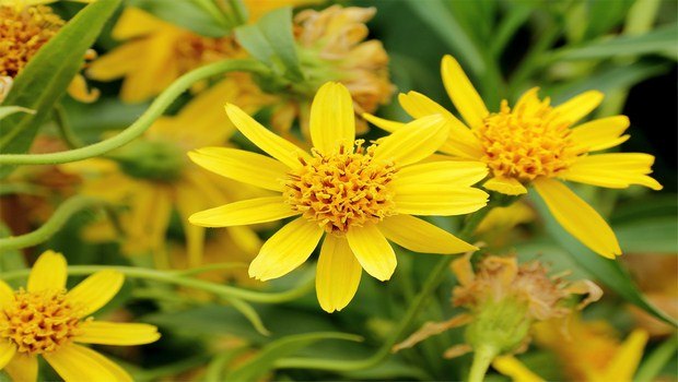 home remedies for sprained ankle-arnica