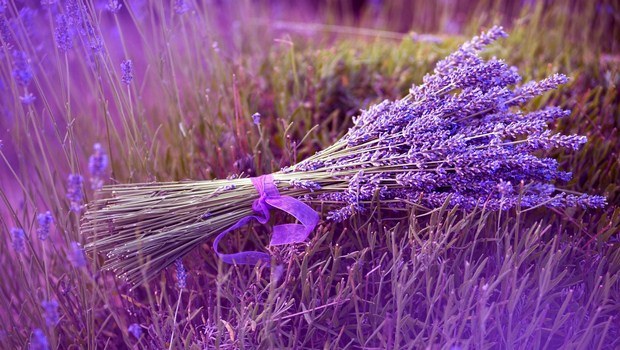 how to cure anxiety-lavender