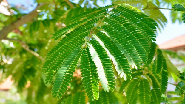 how to treat a chalazion-acacia leaves