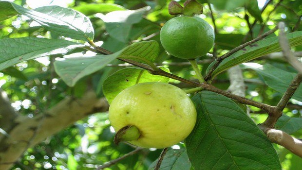 how to treat a chalazion-guava leaves