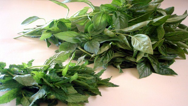 how to treat appendicitis-basil and mint