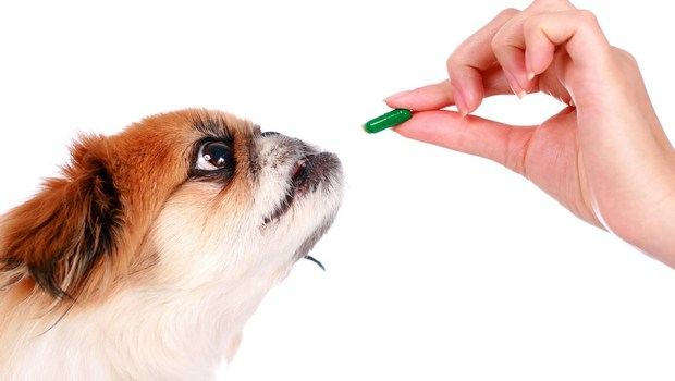 how to treat dog diarrhea-avoid using medications for human diarrhea