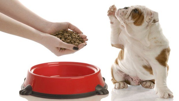 how to treat dog diarrhea-give your dog a fast of 12-24 hours