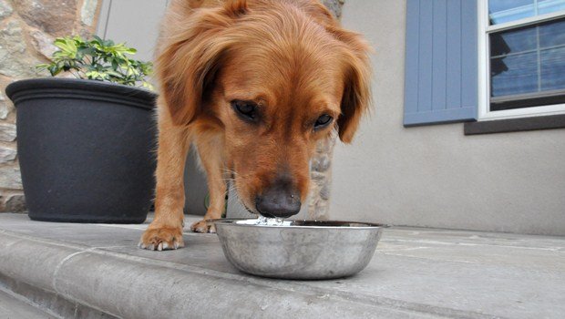 how to treat dog diarrhea-supply fresh drinking water