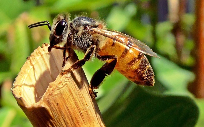 home remedies for bee stings - make a balm for bee stings