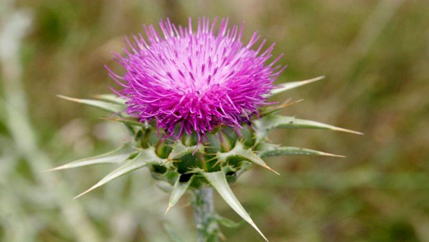 natural remedies for dementia-milk thistle