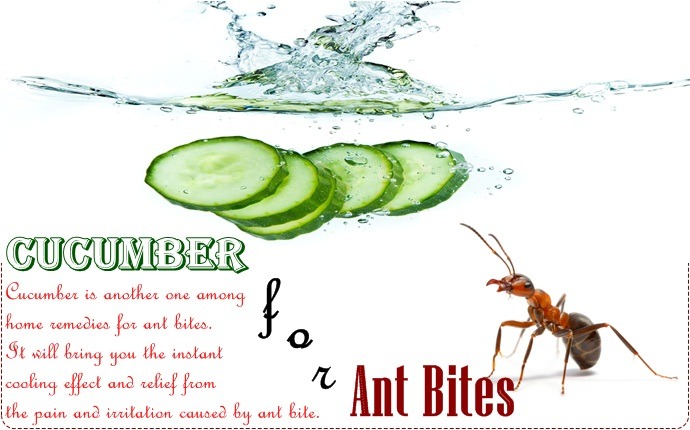 home remedies for ant bites - cucumber