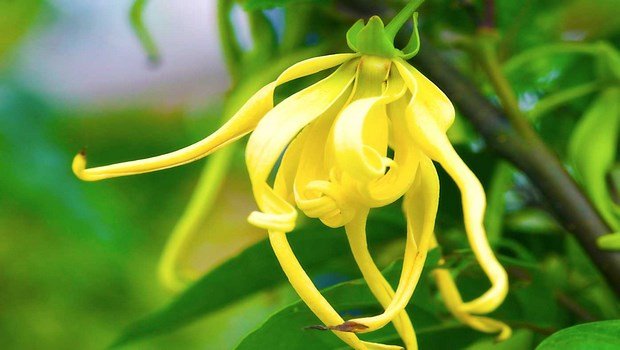 essential oils for dry skin-ylang ylang