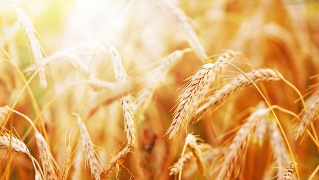 high fiber foods for toddlers-barley