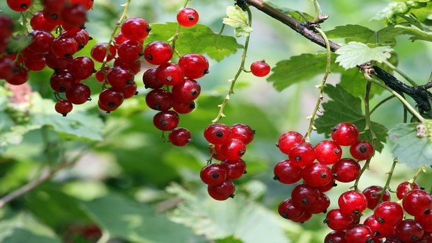 home remedies for age spots-red currant