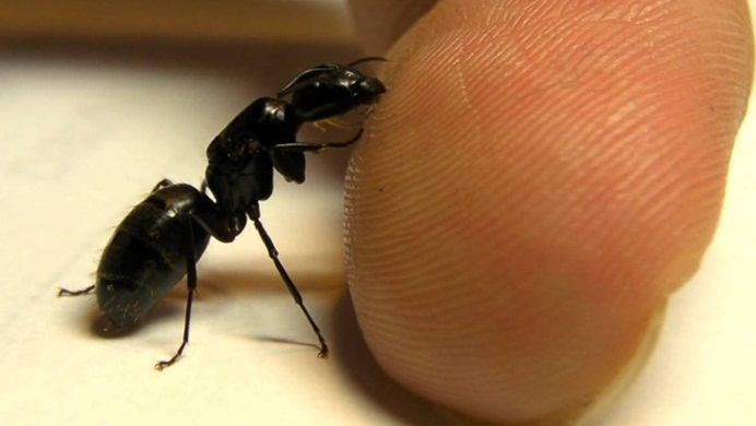 home remedies for ant bites swelling