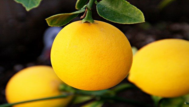 home remedies for bug bites-lemon