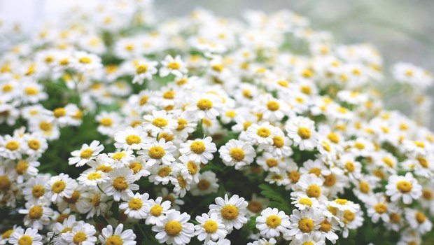 home remedies for bursitis-chamomile