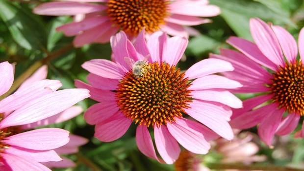 home remedies for chlamydia-echinacea