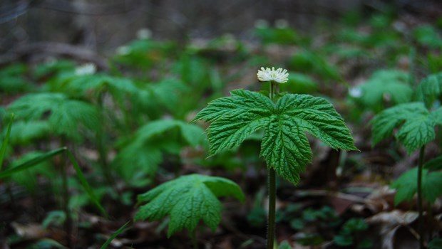 home remedies for chlamydia-goldenseal