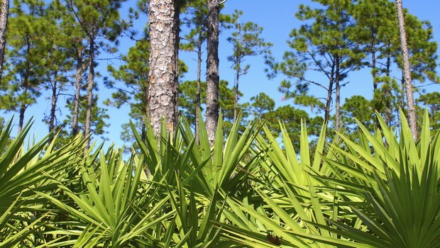 home remedies for chlamydia-saw palmetto