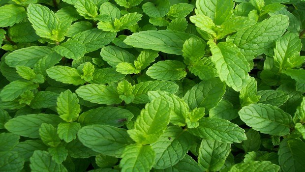 home remedies for peeling skin-mint