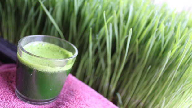home remedies for sensitive teeth-wheatgrass juice