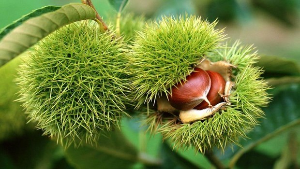 home remedies for varicose veins-horse chestnut seeds
