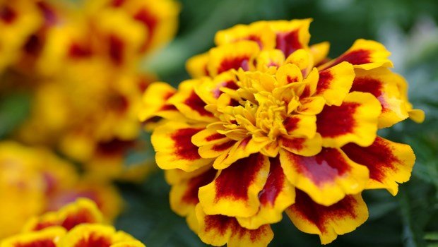 home remedies for varicose veins-marigold