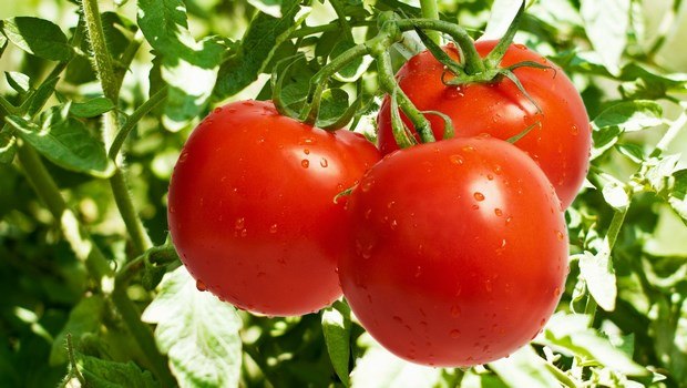 how to keep fruits and vegetables fresh-tomatoes