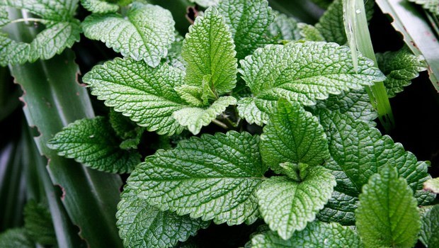 how to stop a toothache-peppermint leaves