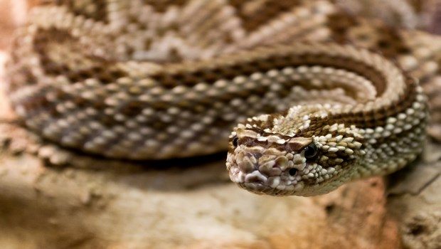 how to treat a snake bite-take note of the snake's appearance