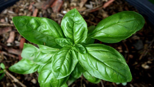 how to treat chest pain-basil