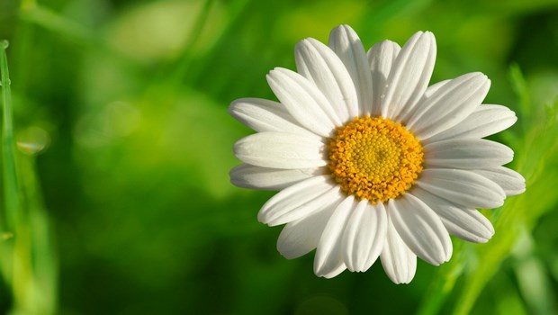how to treat contact dermatitis-chamomile