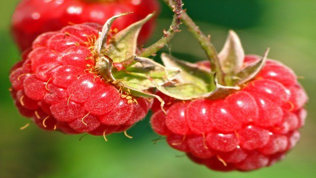 how to treat contact dermatitis-raspberry
