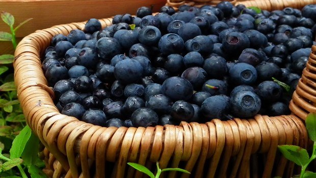 how to treat eye floaters-try bilberry remedy