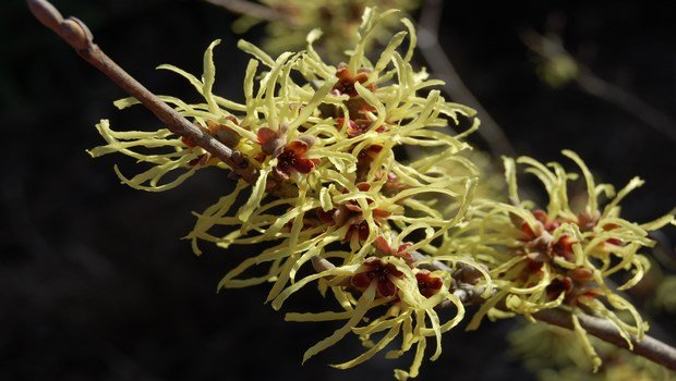 how to treat folliculitis-witch hazel