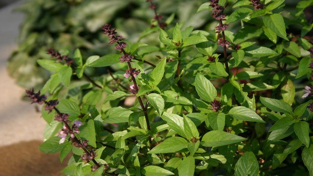 how to treat low blood pressure-holy basil