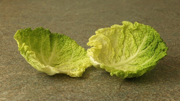 how to treat mastitis-try cabbage leaves