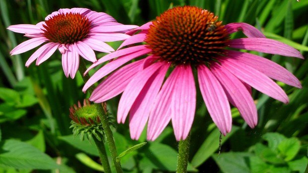 natural cure for herpes-try echinacea