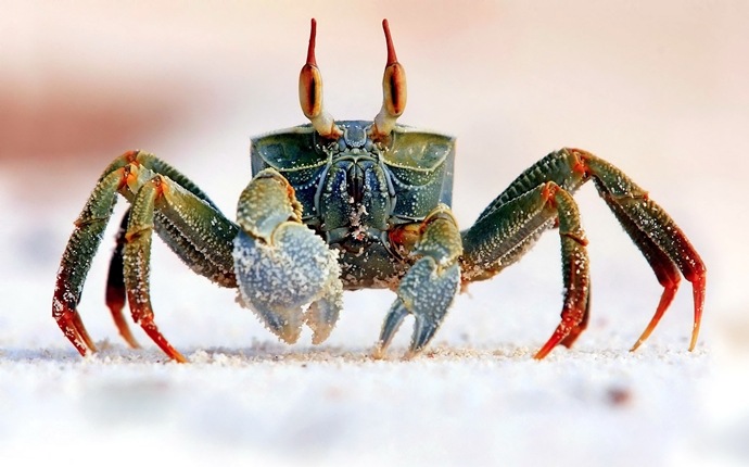 how to induce a miscarriage - crab