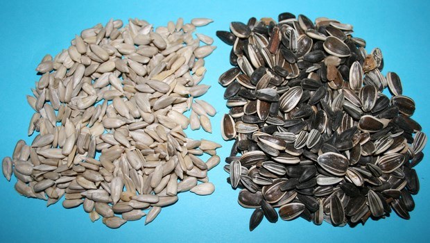 foods for low blood pressure-sunflower seeds and salted pumpkin